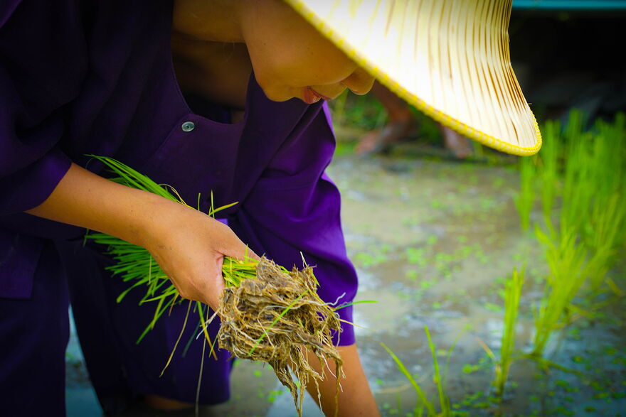 Landwirtschaftsprojekt Sukhothai Thailand